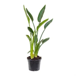 Strelitzia Reginea - Bird Of Paradise -Outlet The Ever Sprout Store Strelitzia reginea Bird of Paradise Medium