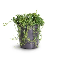 Senecio Herreianus - String Of Beads -Outlet The Ever Sprout Store String Of Beads 12x20cm