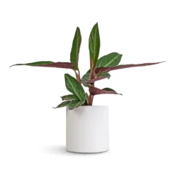 Stromanthe Sanguinea Stripestar -Outlet The Ever Sprout Store Stromanthe sanguinea Stripestar 12x40cm Puk Essentials Planter Matt White 15x15cm