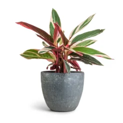 Stromanthe Sanguinea Triostar -Outlet The Ever Sprout Store Stromanthe sanguinea Triostar 12x40cm Anne Plant Pot Blue Stone 16x15cm