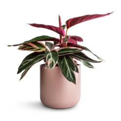 Stromanthe Sanguinea Triostar -Outlet The Ever Sprout Store Stromanthe sanguinea Triostar 14x40cm Lisbon Plant Pot Pink Clay 15x15cm d5919ead b219 4025 942b 93d7c9f795bd