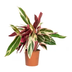 Stromanthe Sanguinea Triostar -Outlet The Ever Sprout Store Stromanthe sanguinea Triostar 14x55cm