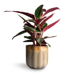 Stromanthe Sanguinea Triostar -Outlet The Ever Sprout Store Stromanthe sanguinea Triostar 14x55cm Cecil Plant Pot Taupe 18x17cm