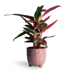 Stromanthe Sanguinea Triostar -Outlet The Ever Sprout Store Stromanthe sanguinea Triostar 14x55cm Kaat Plant Pot Old Pink 16x16cm