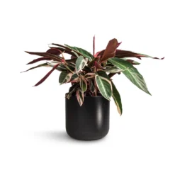 Stromanthe Sanguinea Triostar -Outlet The Ever Sprout Store Stromanthe sanguinea Triostar 19x70cm Lisbon Plant Pot Anthracite 21x21cm 462ecc2d d4e9 492e b418 e69509c73f2f