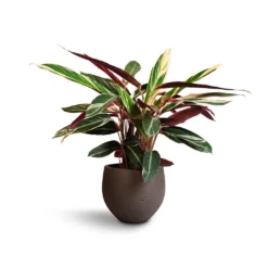 Stromanthe Sanguinea Triostar -Outlet The Ever Sprout Store Stromanthe sanguinea Triostar 19x70cm Mini Orb Kevan Plant Pot Ash Brown 25x21cm