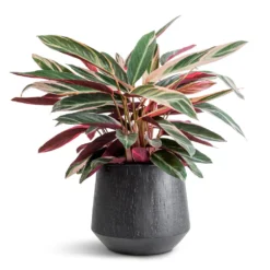 Stromanthe Sanguinea Triostar -Outlet The Ever Sprout Store Stromanthe sanguinea Triostar 19x70cm Raindrop Tube Round Planter Anthracite 30x26cm 085d93cd a145 4a75 99a2 c74f828d18cc