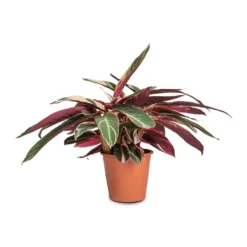 Stromanthe Sanguinea Triostar -Outlet The Ever Sprout Store Stromanthe sanguinea Triostar 19x70cm b7a94bb2 eeb5 474a 9510 57ad9bf61fda