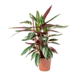 Stromanthe Sanguinea Triostar -Outlet The Ever Sprout Store Stromanthe sanguinea Triostar