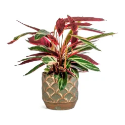Stromanthe Sanguinea Triostar -Outlet The Ever Sprout Store Stromanthe sanguinea Triostar Lauri Metal Plant Pot Set Of 4 Lilac