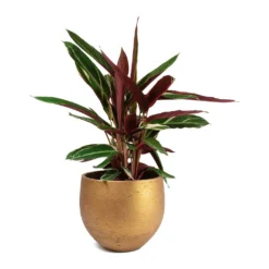 Stromanthe Sanguinea Triostar -Outlet The Ever Sprout Store Stromanthe sanguinea Triostar Mini Orb Kevan Plant Pot Metallic Copper 117b3137 bd7b 4244 a15d db7049a2ecb5