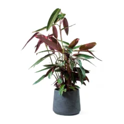 Stromanthe Sanguinea Triostar -Outlet The Ever Sprout Store Stromanthe sanguinea Triostar Patt Black Washed Planter