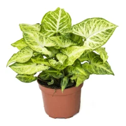 Syngonium Nephthytis Arrow - Arrow Plant 16 Syngonium Nephthytis Arrow - Arrow Plant -Outlet The Ever Sprout Store Syngonium nephphytis Arrow Arrow Plant 12cm