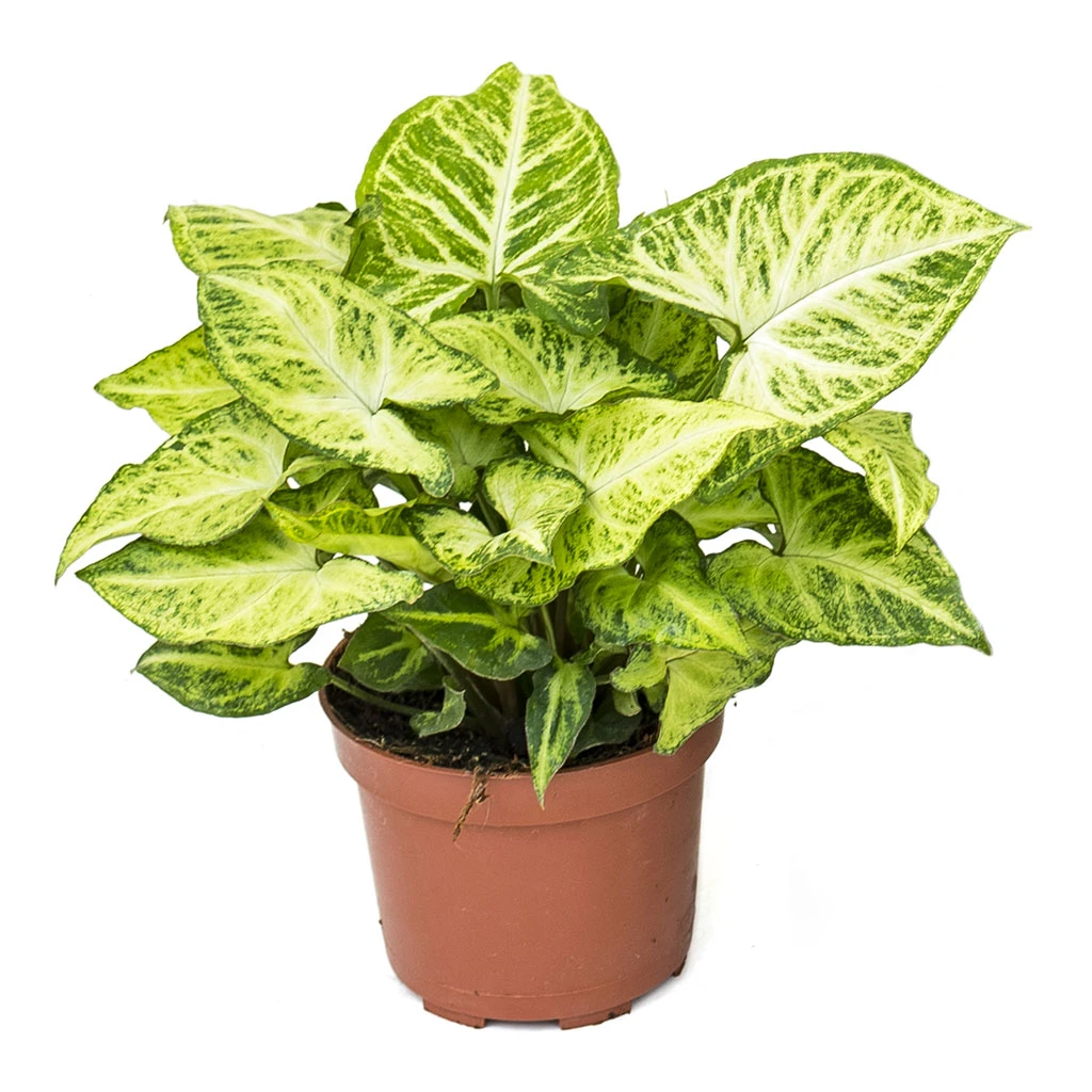 Syngonium Nephthytis Arrow - Arrow Plant 6 Syngonium Nephthytis Arrow - Arrow Plant - Image 6