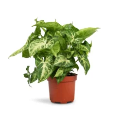 Syngonium Nephthytis Arrow - Arrow Plant 13 Syngonium Nephthytis Arrow - Arrow Plant -Outlet The Ever Sprout Store Syngonium nephthytis Arrow Arrow Plant 12x25cm