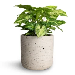 Syngonium Nephthytis Arrow - Arrow Plant 14 Syngonium Nephthytis Arrow - Arrow Plant -Outlet The Ever Sprout Store Syngonium nephthytis Arrow Arrow Plant 12x25cm Charlie Plant Pot Grey Washed 15x15cm