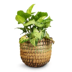Syngonium Nephthytis Arrow - Arrow Plant 20 Syngonium Nephthytis Arrow - Arrow Plant -Outlet The Ever Sprout Store Syngonium nephthytis Arrow Arrow Plant 12x25cm Jane Plant Baskets Set5 Jungle