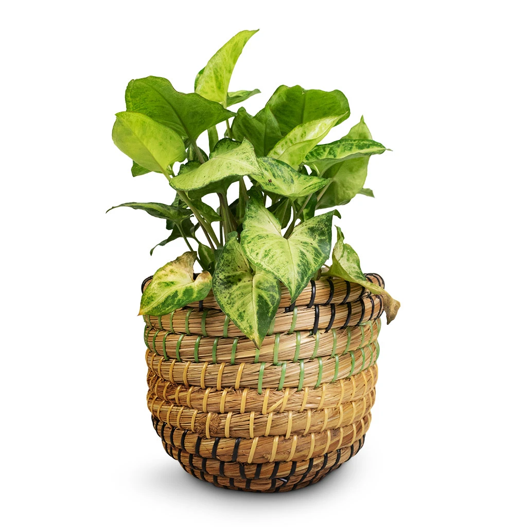 Syngonium Nephthytis Arrow - Arrow Plant 10 Syngonium Nephthytis Arrow - Arrow Plant - Image 10