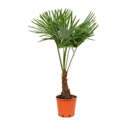 Trachycarpus Fortunei - Windmill Palm -Outlet The Ever Sprout Store Trachycarpus fortunei Windmill Palm 27x115cm