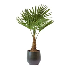 Trachycarpus Fortunei - Windmill Palm -Outlet The Ever Sprout Store Trachycarpus fortunei Windmill Palm Esra Dark Green Plant Pot