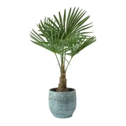 Trachycarpus Fortunei - Windmill Palm -Outlet The Ever Sprout Store Trachycarpus fortunei Windmill Palm Evi Antique Bronze Plant Pot
