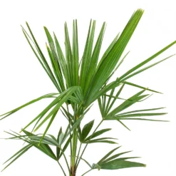 Trachycarpus Fortunei - Windmill Palm -Outlet The Ever Sprout Store Trachycarpus fortunei Windmill Palm Leaves
