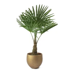Trachycarpus Fortunei - Windmill Palm -Outlet The Ever Sprout Store Trachycarpus fortunei Windmill Palm Mini Orb Kevan Plant Pot Metallic Copper Plant Pot