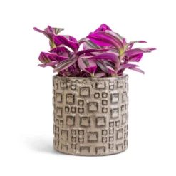 Fiene Plant Pot - Grey 9 Fiene Plant Pot - Grey -Outlet The Ever Sprout Store Tradescantia albiflora Nanouk Fantasy Venice 12x20cm Fiene Plant Pot Grey 14x14cm