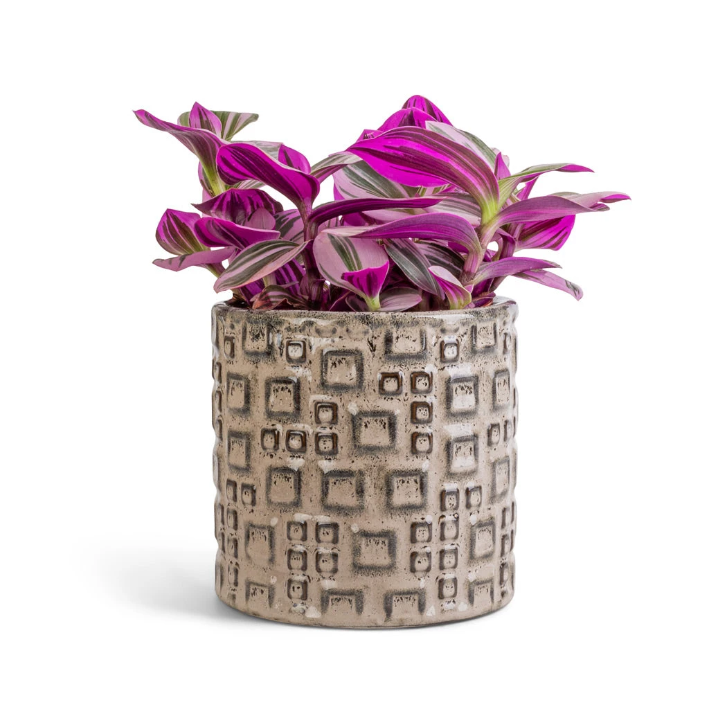 Fiene Plant Pot - Grey 4 Fiene Plant Pot - Grey - Image 4