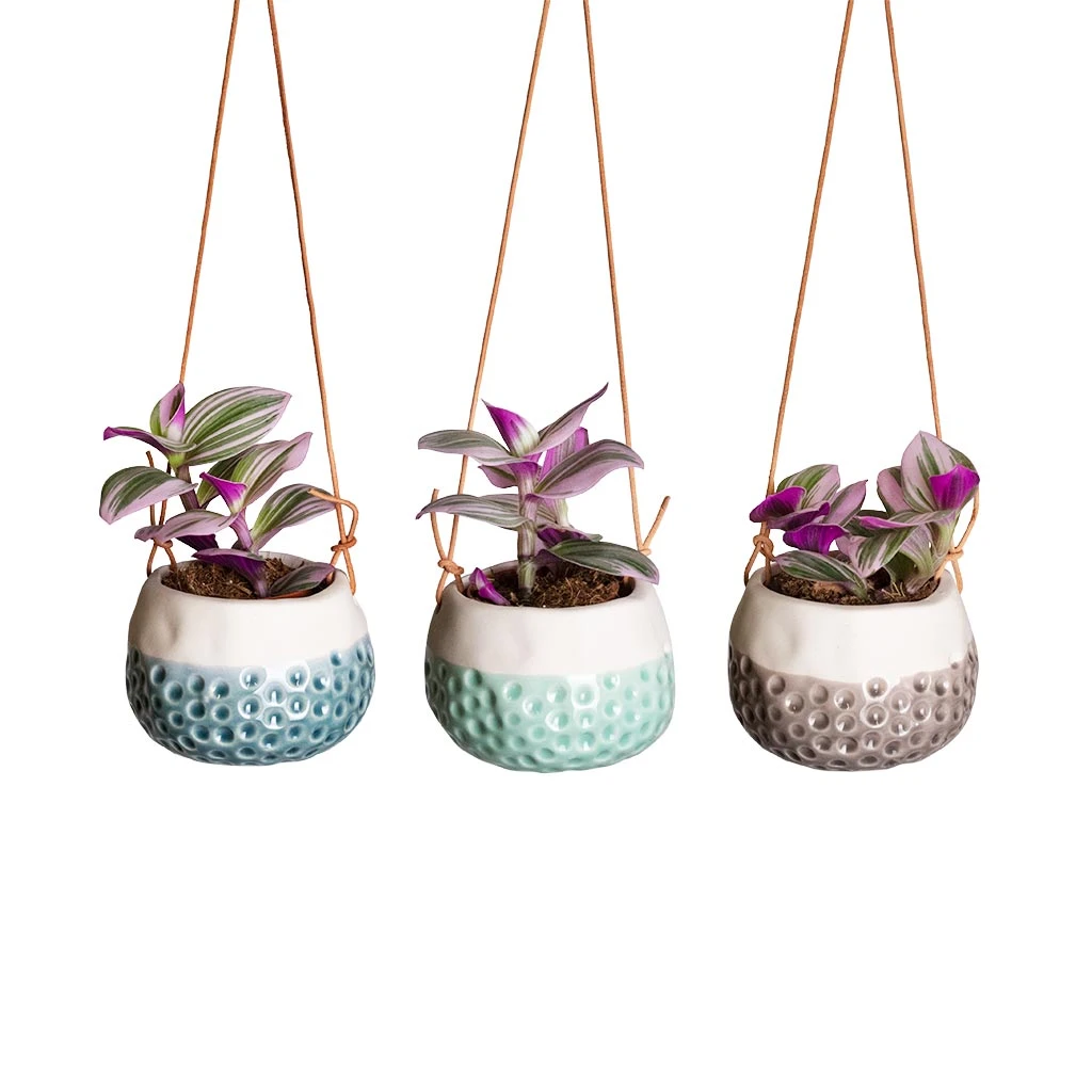 Baby Dotty Hanging Indoor Pot Trio 2 Baby Dotty Hanging Indoor Pot Trio - Image 2