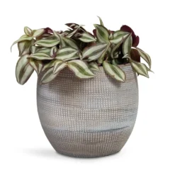 Dex Plant Pot - Earth 19 Dex Plant Pot - Earth -Outlet The Ever Sprout Store Tradescantia zebrina Inch Plant 12x10cm Dex Plant Pot Earth 19x16cm 6f8f2394 de96 4614 87e6 9cc037320325
