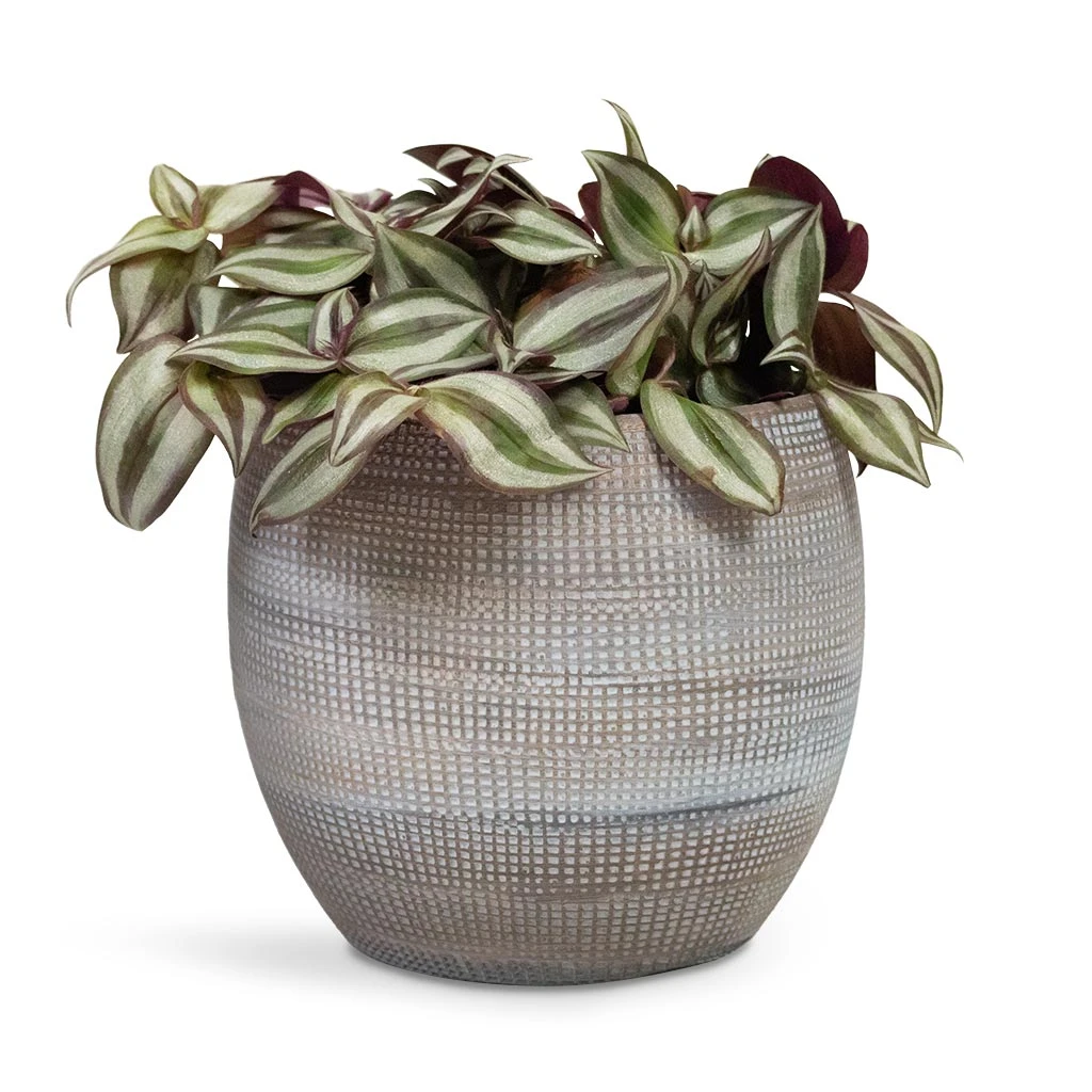 Dex Plant Pot - Earth 8 Dex Plant Pot - Earth - Image 8