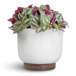 Jayla Plant Pot - White -Outlet The Ever Sprout Store Tradescantia zebrina Inch Plant 12x10cm Jayla Plant Pot White 17x14cm 0a447714 fee5 4bec 8c3c c4219cec879b