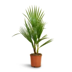 Washingtonia Robusta - Mexican Fan Palm 12 Washingtonia Robusta - Mexican Fan Palm -Outlet The Ever Sprout Store Washingtonia robusta Mexican Fan Palm 15x60cm
