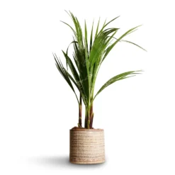 Washingtonia Robusta - Mexican Fan Palm 11 Washingtonia Robusta - Mexican Fan Palm -Outlet The Ever Sprout Store Washingtonia robusta Mexican Fan Palm 15x60cm Hera Plant Pot Ivory 17x16cm