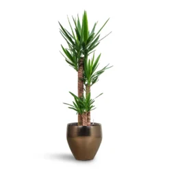 Yucca - HydroCare -Outlet The Ever Sprout Store Yucca HydroCare Amora Couple Planter Gold
