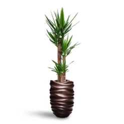 Yucca - HydroCare -Outlet The Ever Sprout Store Yucca HydroCare Gradient Lee Partner Planter Matt Coffee