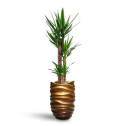 Yucca - HydroCare -Outlet The Ever Sprout Store Yucca HydroCare Gradient Lee Partner Planter Matt Honey