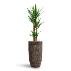 Yucca - HydroCare -Outlet The Ever Sprout Store Yucca HydroCare Luxe Lite Layer Partner Planter Bronze