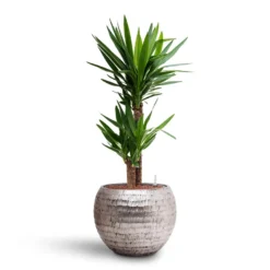 Yucca - HydroCare -Outlet The Ever Sprout Store Yucca Hydroculture 2 stems Opus Hammered Globe Planter Silver 40 x 32cm
