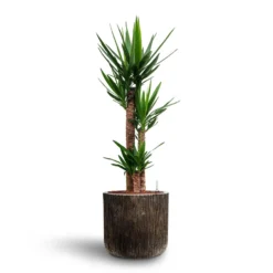Yucca - HydroCare -Outlet The Ever Sprout Store Yucca Hydroculture 3 stems Luxe Lite Waterfall Cylinder Planter Bronze 40 x 38cm