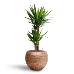 Yucca - HydroCare -Outlet The Ever Sprout Store Yucca Hydroculture2 stems Opus Hammered Globe Planter Gold 40 x 32cm
