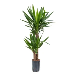 Yucca - HydroCare -Outlet The Ever Sprout Store Yucca Multi Stem Hydroculture Indoor Plant 2Stems