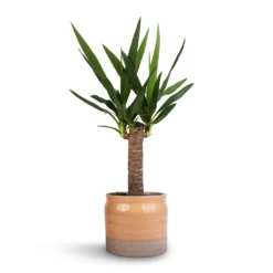 Yucca Elephantipes - Spineless Yucca -Outlet The Ever Sprout Store Yucca elephantipes Spineless Yucca 14x60cm Puro Ripple Plant Pot Peach 17x16cm 46a05443 b5cb 422b a2bf e59f8275c0eb