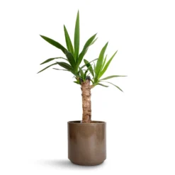 Yucca Elephantipes - Spineless Yucca -Outlet The Ever Sprout Store Yucca elephantipes Spineless Yucca 14x60cm Remmi Glaze Plant Pot Mocha 16x16cm 1c6be7b0 2591 4983 ae2e 27dbbf498880