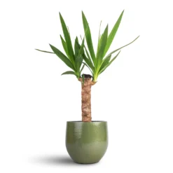 Yucca Elephantipes - Spineless Yucca -Outlet The Ever Sprout Store Yucca elephantipes Spineless Yucca 14x60cm Zembla Plant Pot Green 18x16cm cfe1428c 99d3 4149 850d db0f952095ec