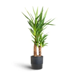 Yucca Elephantipes - Spineless Yucca -Outlet The Ever Sprout Store Yucca elephantipes Spineless Yucca 17x75cm 2 stems Erik Plant Pot Denim 20x18cm 12172a6c d381 4af3 b9f2 aad55de4736f