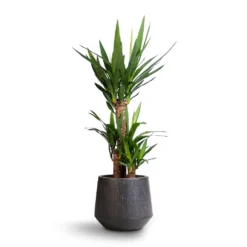 Yucca Elephantipes - Spineless Yucca -Outlet The Ever Sprout Store Yucca elephantipes Spineless Yucca 21x90cm Raindrop Tube Round Planter Anthracite 95d2d7c8 2c84 4dbd 8d58 40c76d2dad16