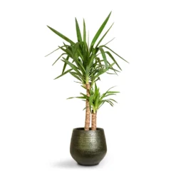 Yucca Elephantipes - Spineless Yucca -Outlet The Ever Sprout Store Yucca elephantipes Spineless Yucca 21x95cm 2stems Noor Plant Pot Velvet Green 32x30cm 3d2c3595 56e9 4edf b14c cd2ca6b136a0