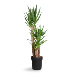 Yucca Elephantipes - Spineless Yucca -Outlet The Ever Sprout Store Yucca elephantipes Spineless Yucca 27x140cm 3stems